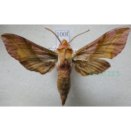Deilephila porcellus (Linnaeus, 1758) Zmrocznik pazik Kazachstan100f